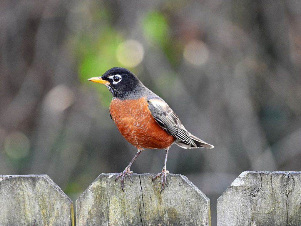 vorosbegy-kertben | Marie Claire Vörösbegy fa kerítés tetején ül kertben