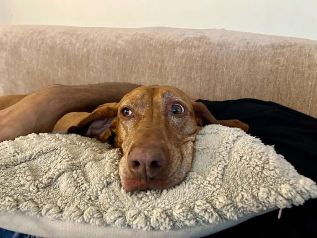 Pepi, a mentett vizsla