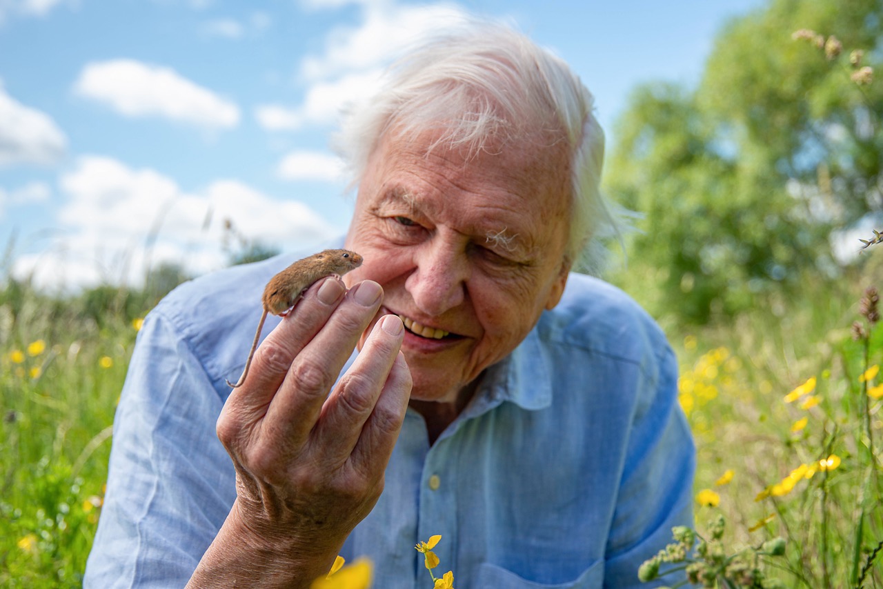 Sir David Attenborough zöld természeti háttérben, kisegérrel a kezén
