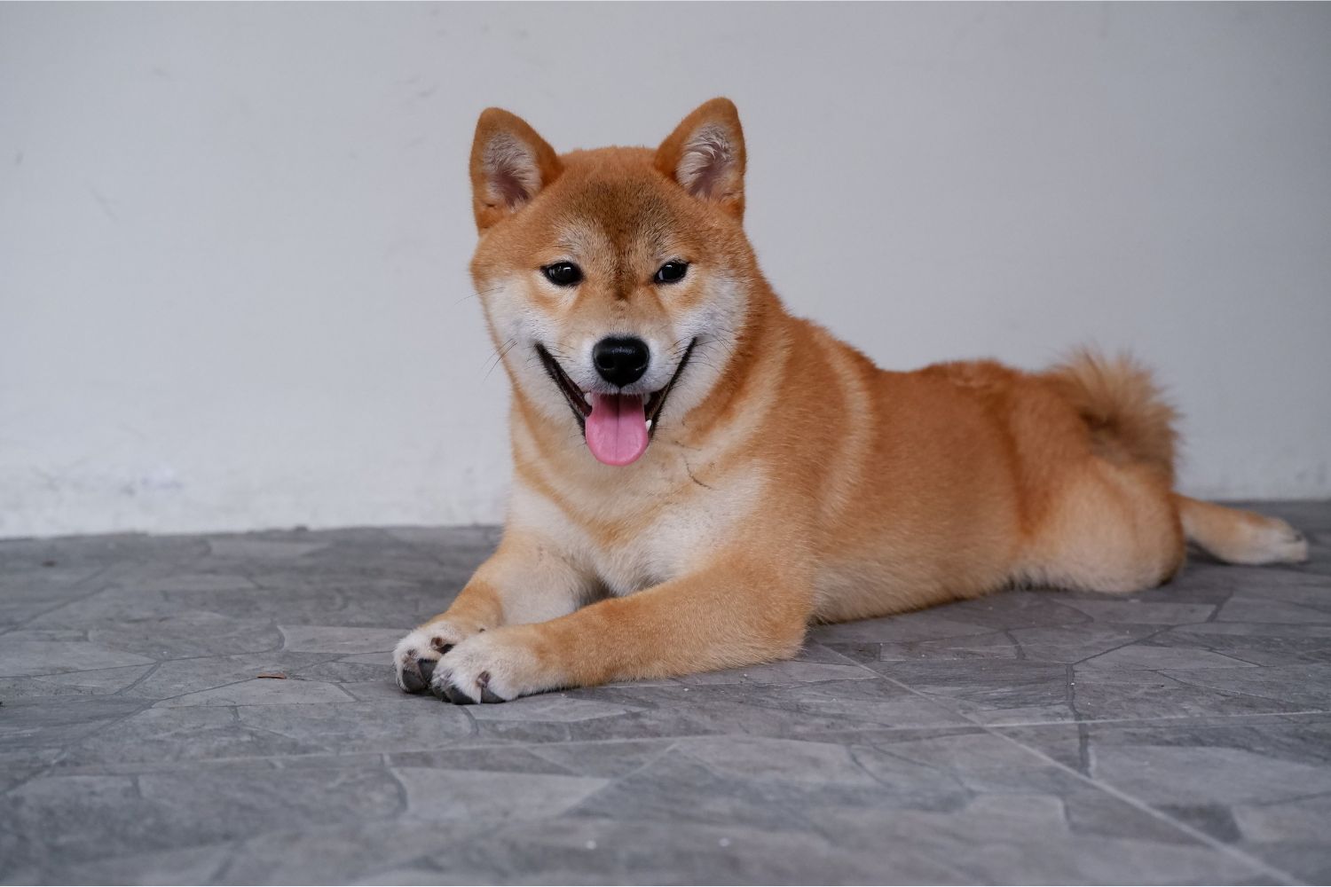Shiba inu fekszik szürke padlón kilógó nyelvvel