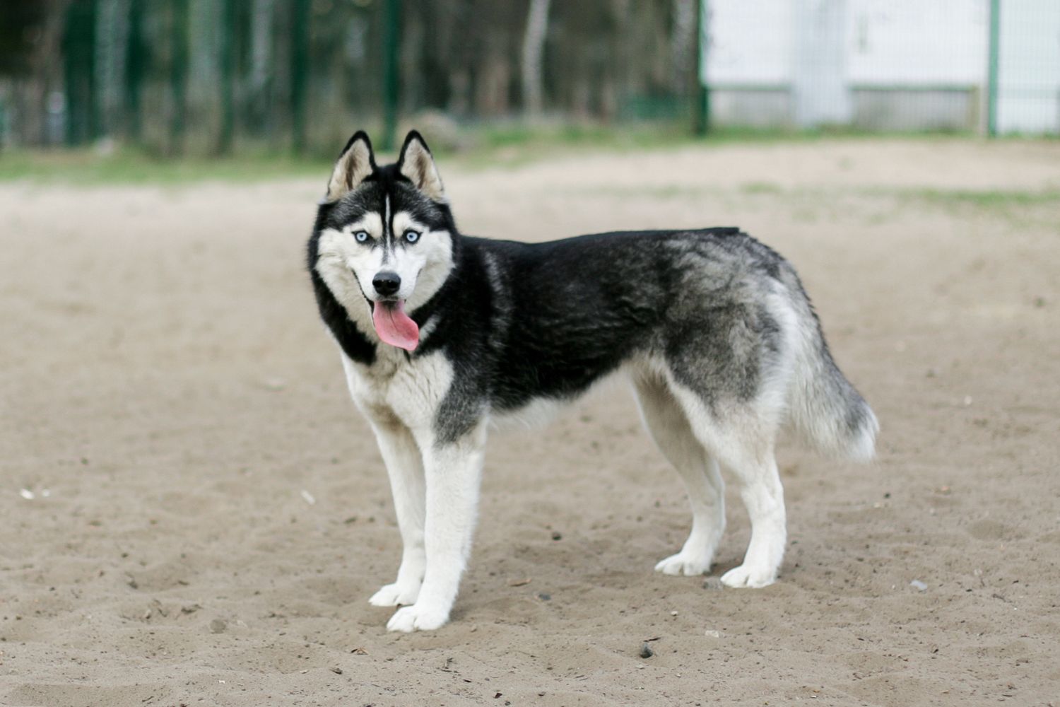 Szibériai husky áll udvaron kilógó nyelvvel