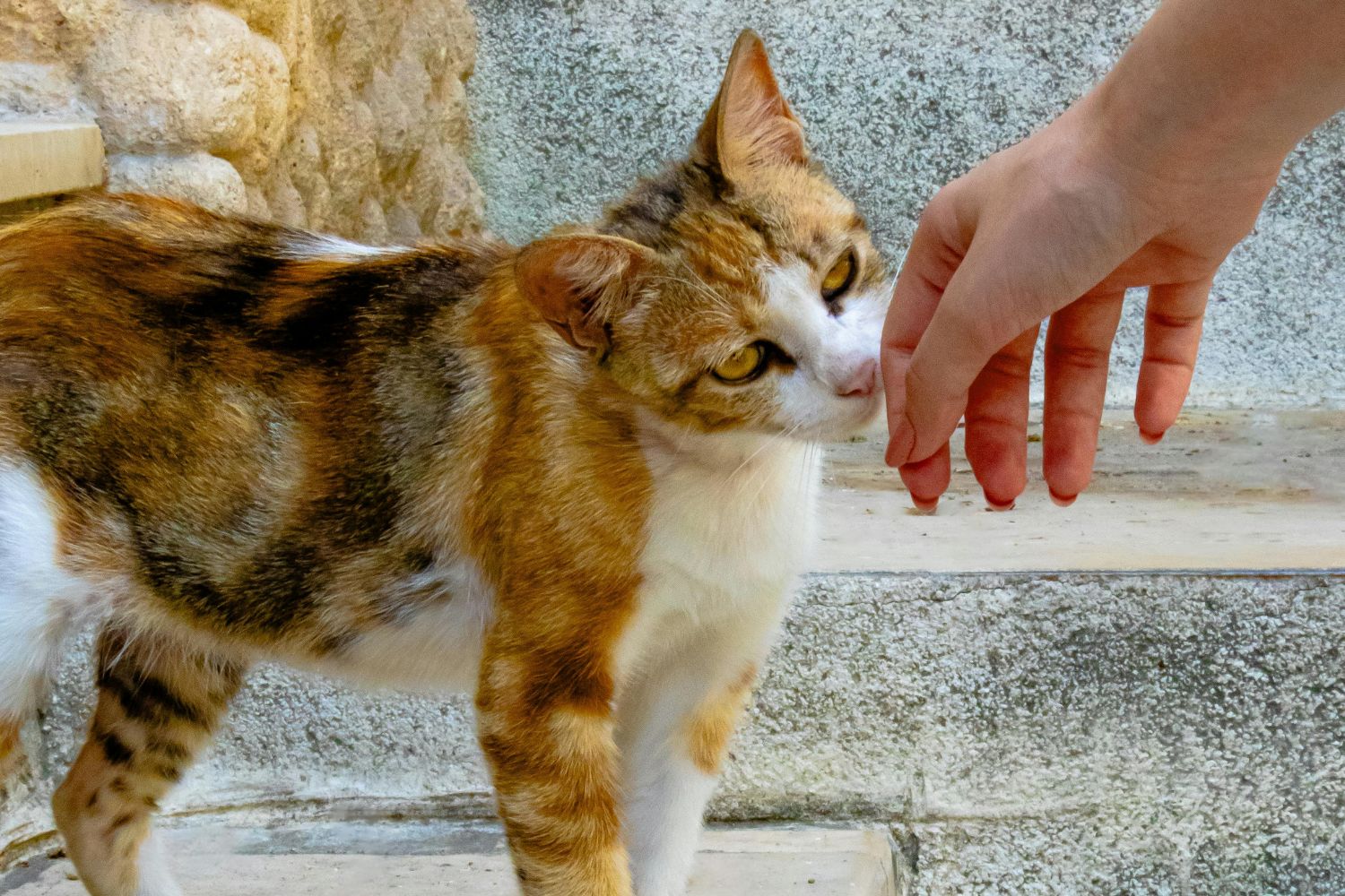 Teknőctarka macska szagolgatja barátságosan egy ember kezét