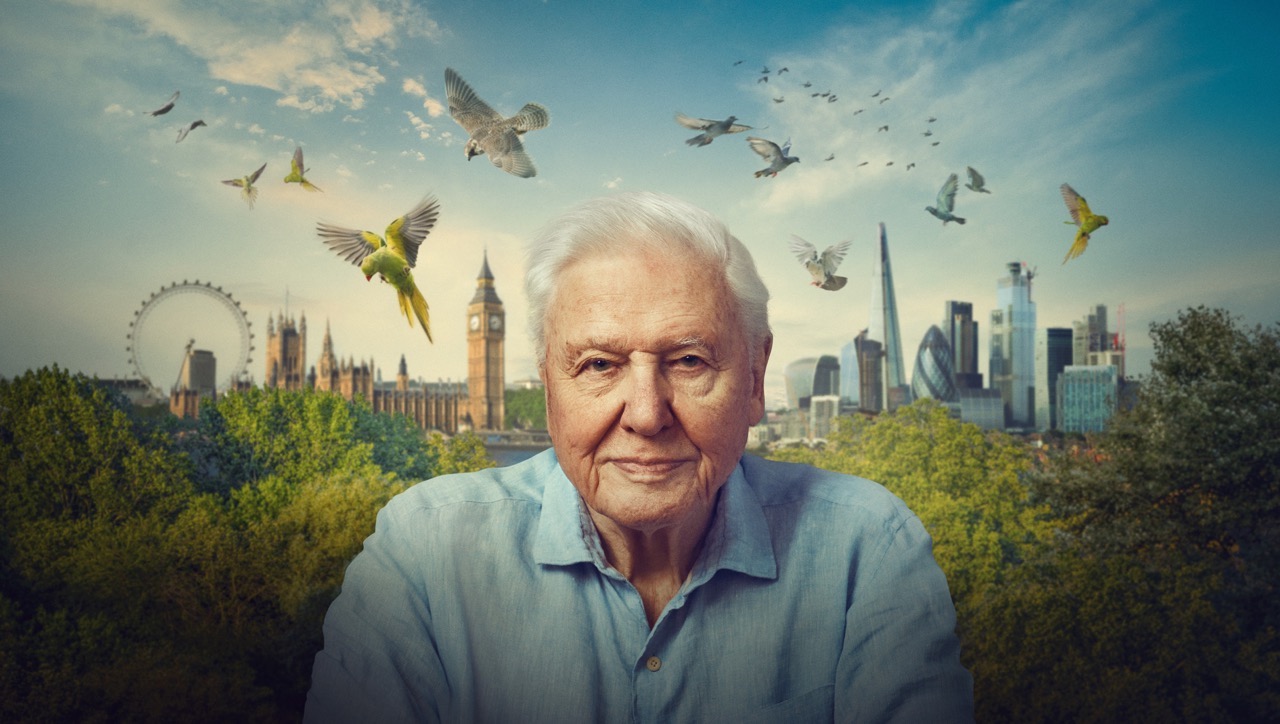 Sir David Attenborough, a háttérben város és madarak, zöld bokrok, fák