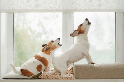 Két jack russel terrier ablakban állva vonyít