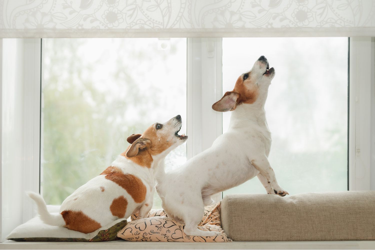 Két jack russel terrier ablakban állva vonyít