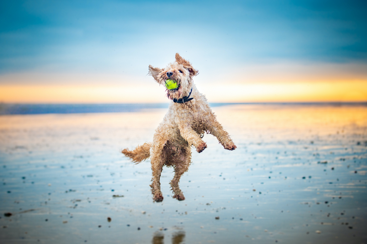 Labradoodle labdával a szájában a levegőbe repül strandon