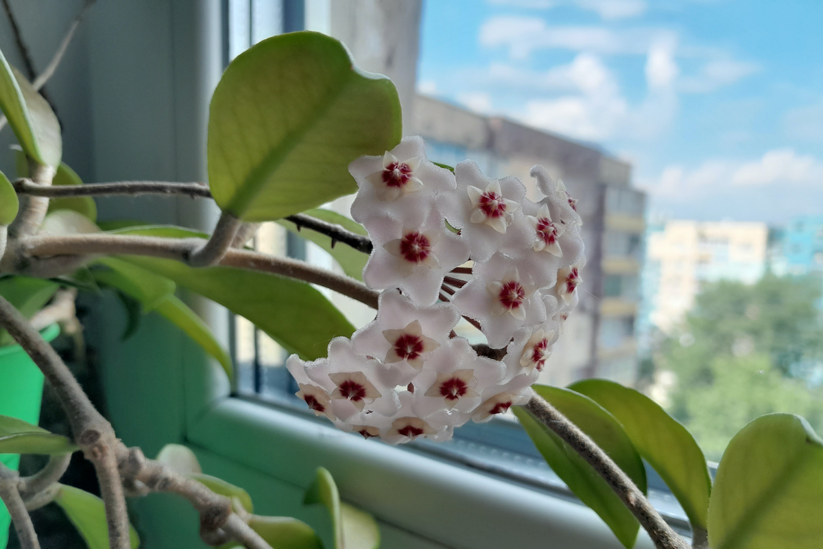 Hoya Carnosa színes virágaival ablakban