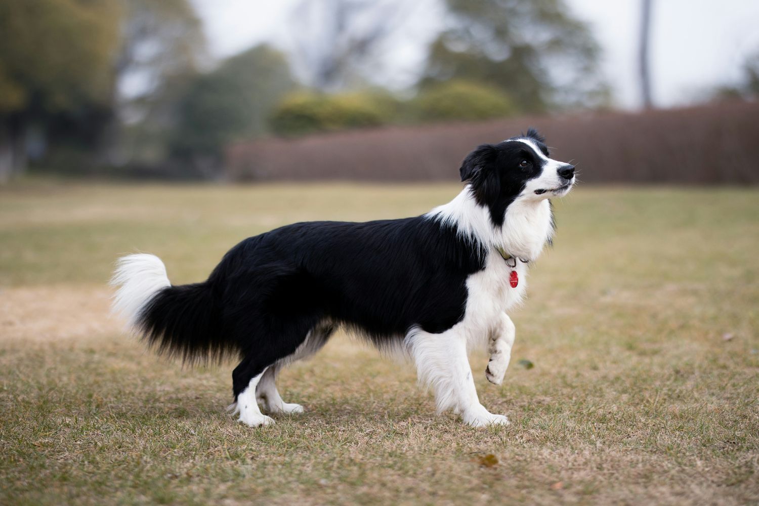 Fekete-fehér border collie réten állva felemeli az egyik első lábát, mintha megsérült volna