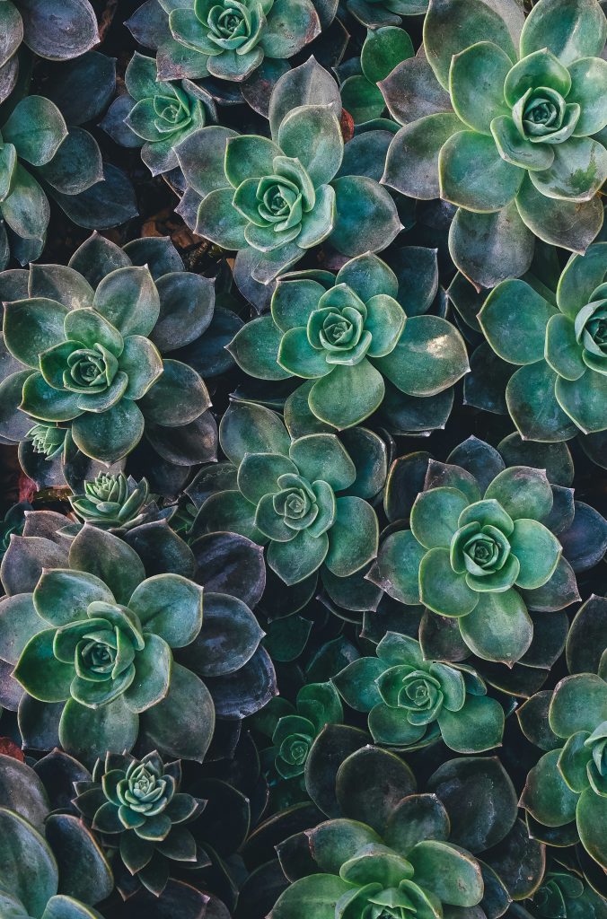 hoturo-novenyek-pozsgas-kert-kanikula | Marie Claire Kövirózsák felülnézetből