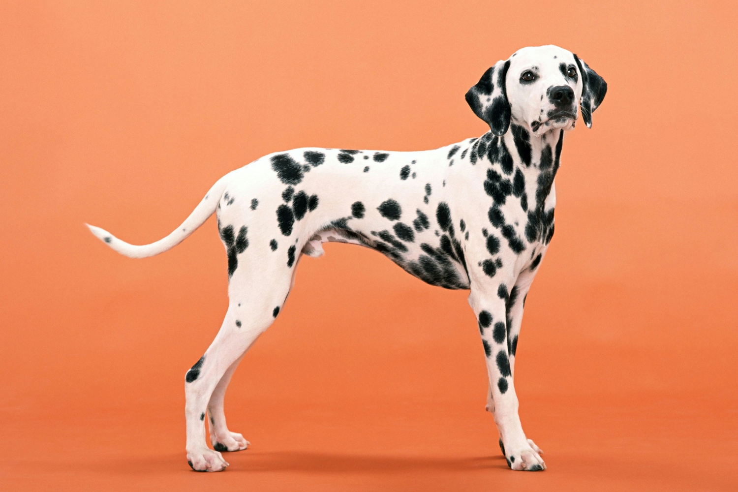 Dalmata narancs háttér előtt