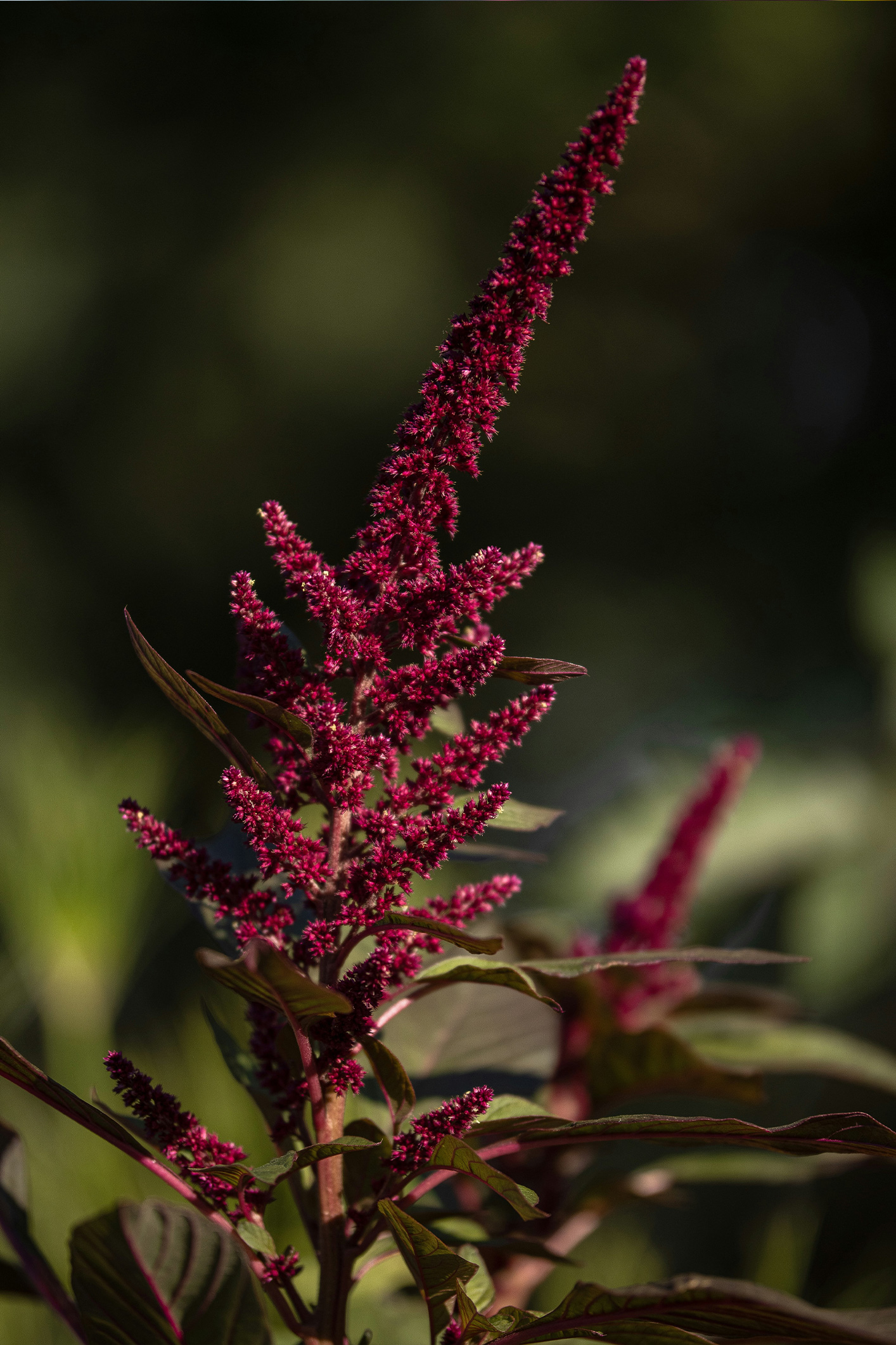 elmer-canas-eEGRO_4xDEE-unsplash | Marie Claire Bordó amaránt