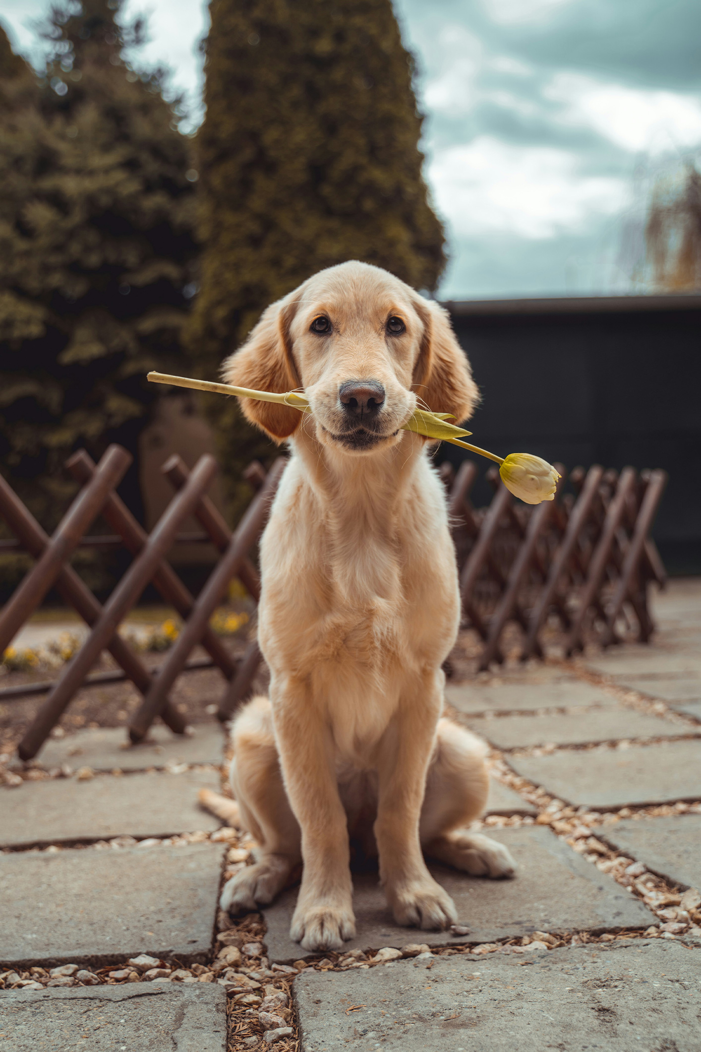 richard-brutyo-Sg3XwuEpybU-unsplash | Marie Claire Egy kutya a szájában egy szál tulipánnal ül