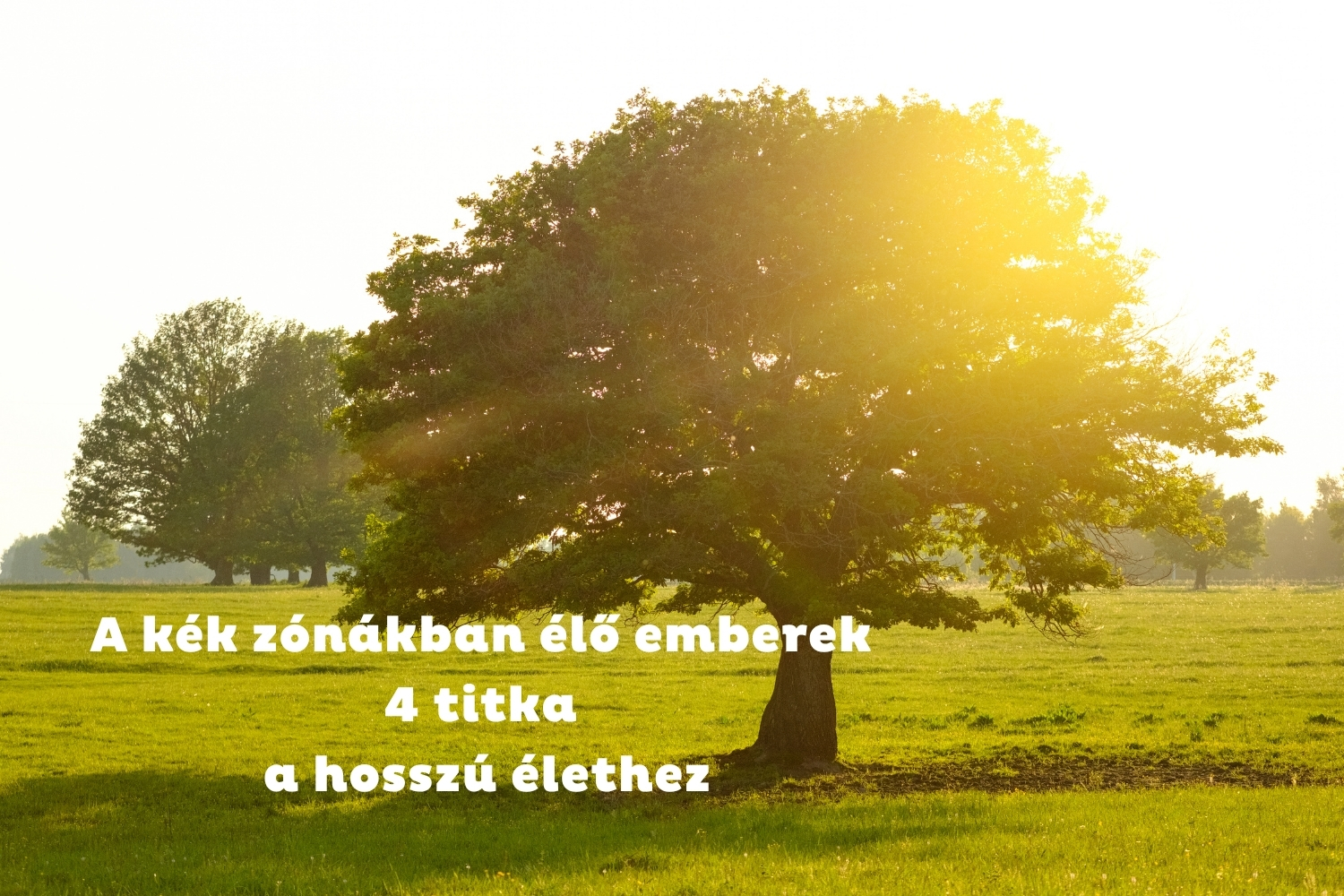 Fa naplemente aranyórájában mező közepén