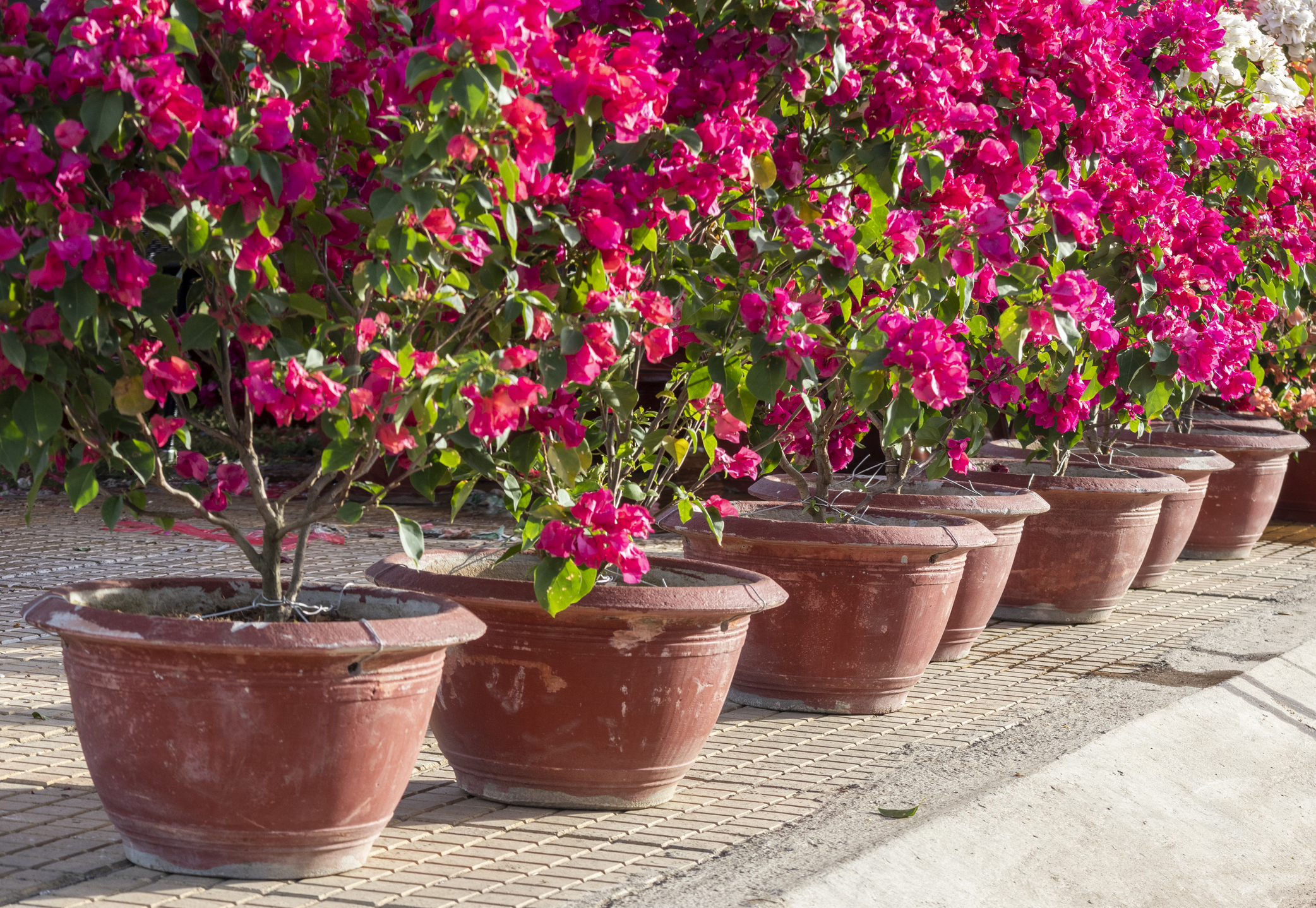 bougainvillea bokrok cserepekben