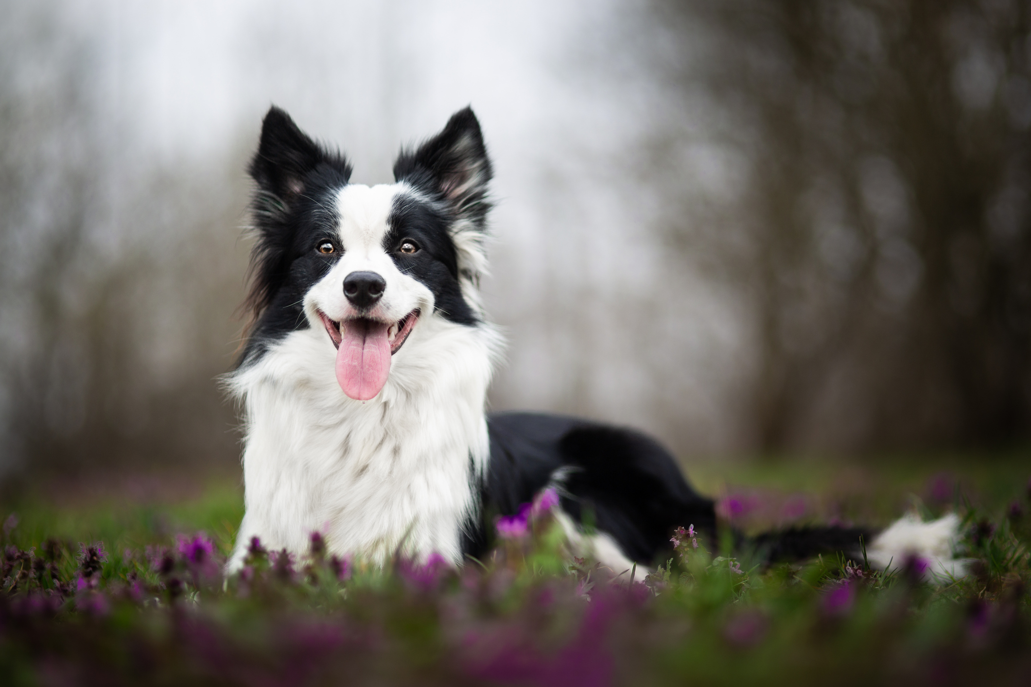 Border collie