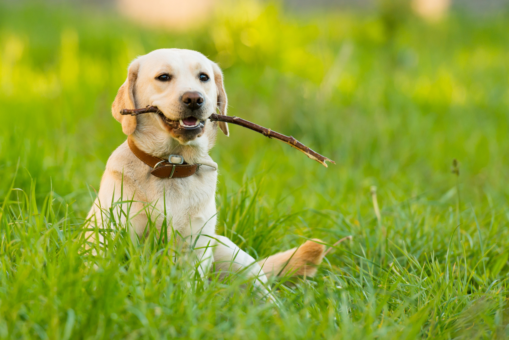 Labrador retriever