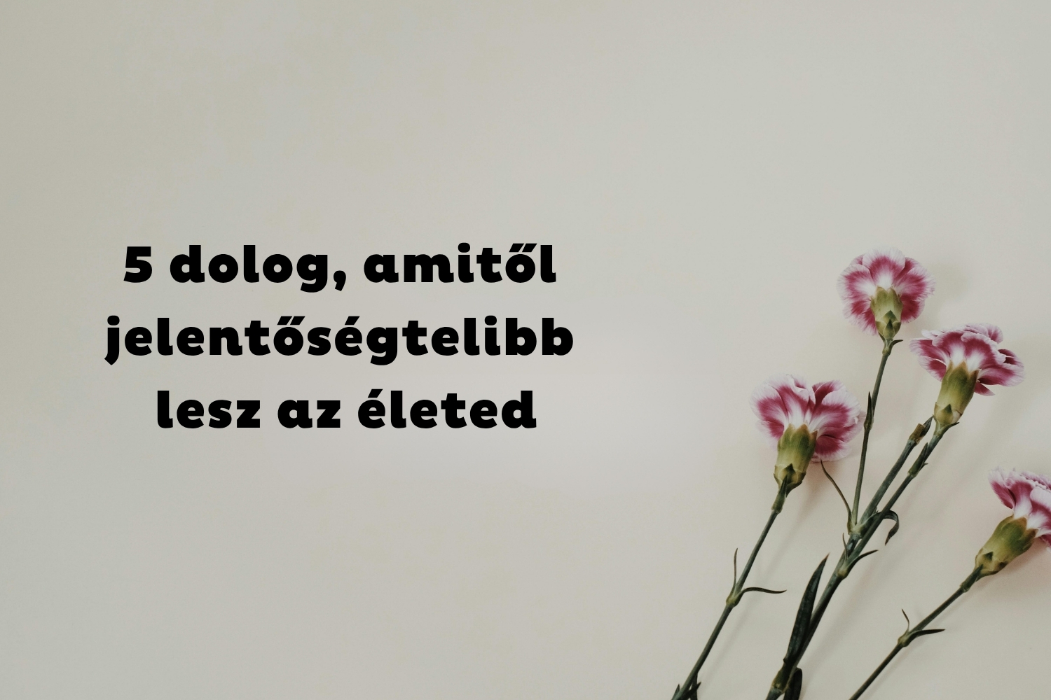 Törtfehér háttér, négy szál rózsaszín szegfű