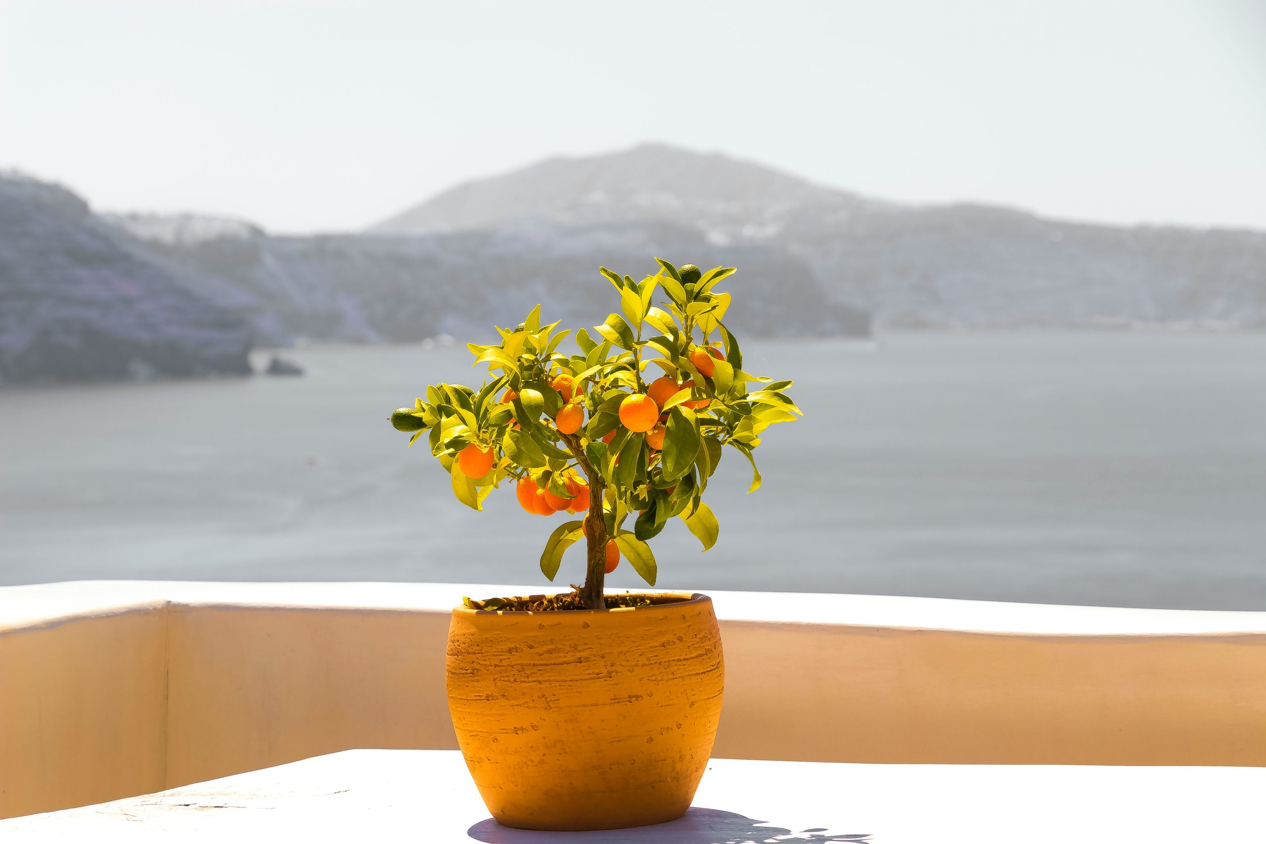 citromfa mediterrán teraszon, a háttérben tenger