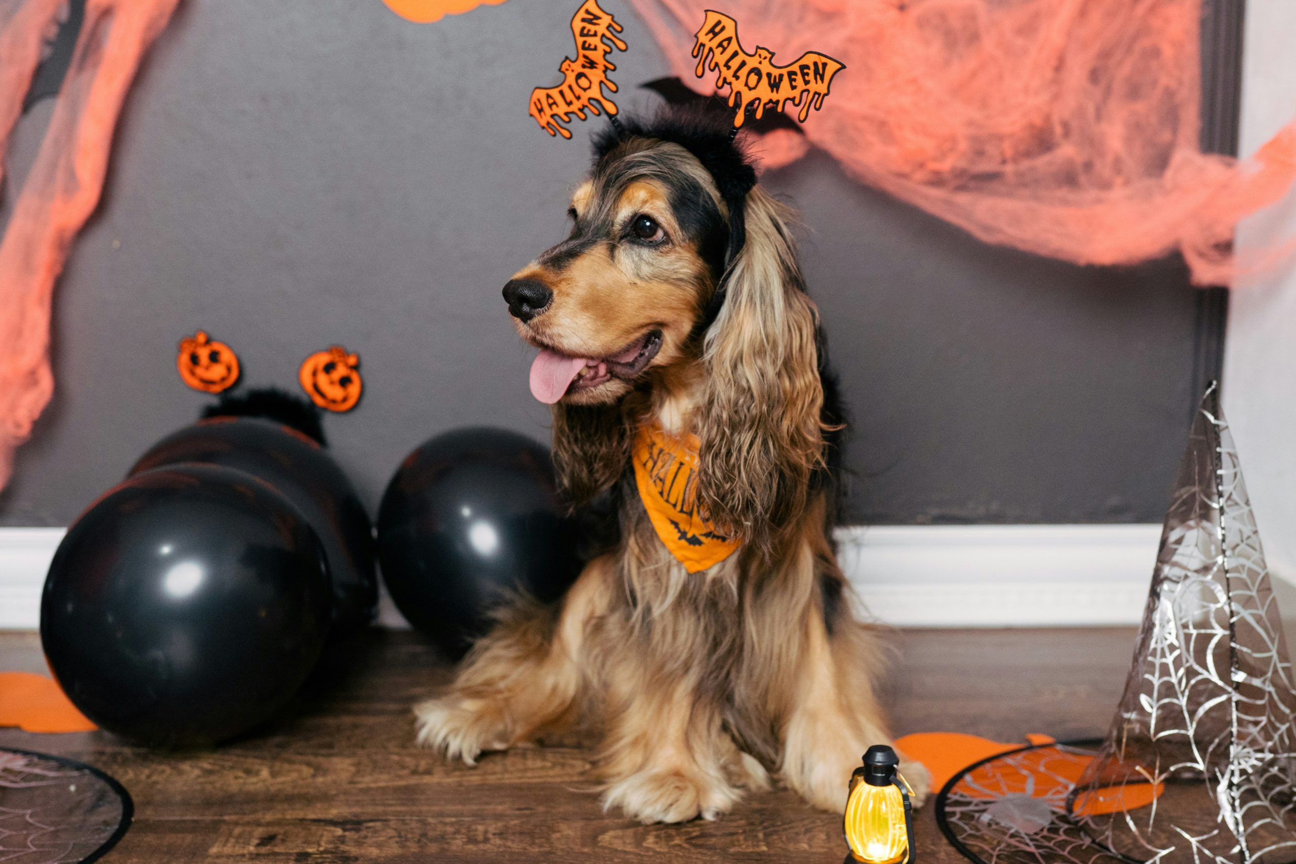 halloween-2026-kutya-jelmez | Marie Claire Kutya halloween jelmezben