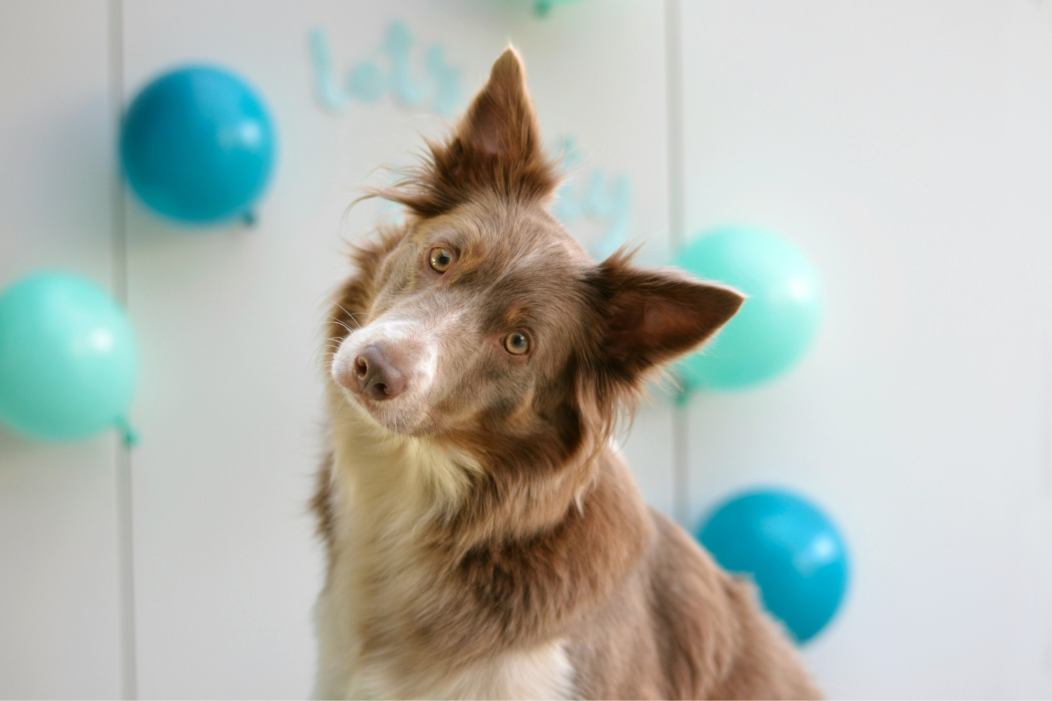 Barna border collie félredöntött fejjel figyel, háttérben kék lufik