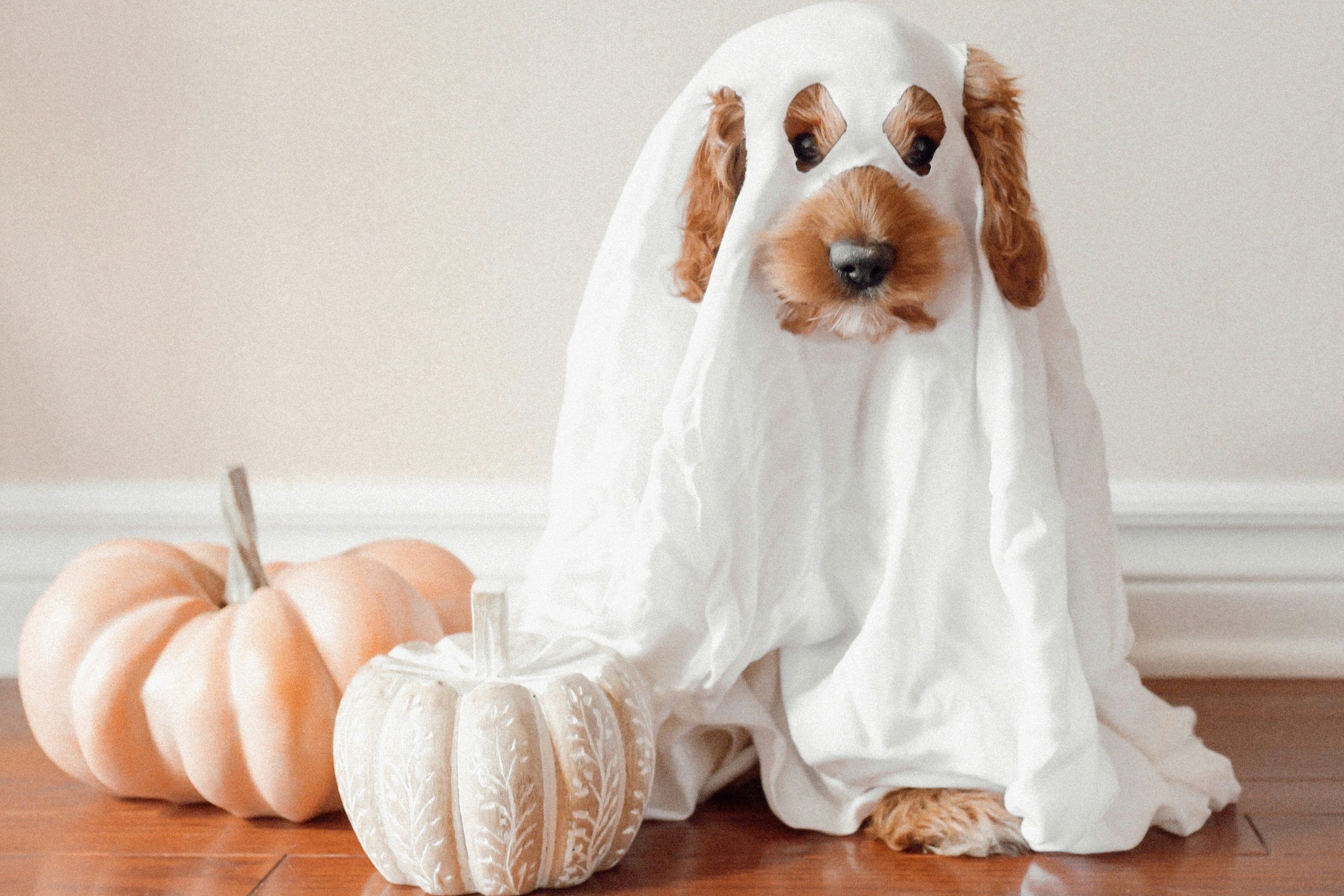 Kutya halloween jelmezben