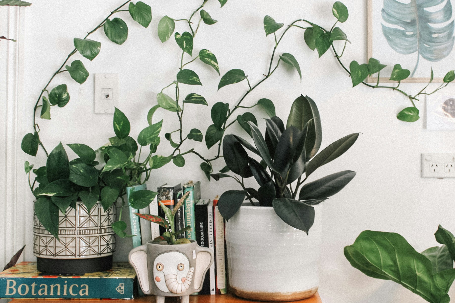 feng-shui-szerencse | Marie Claire szobanövény